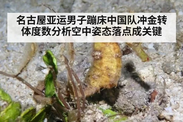 名古屋亚运男子蹦床中国队冲金转体度数分析空中姿态落点成关键